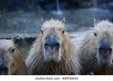 カピバラ 温泉 の写真素材 画像 写真 Shutterstock