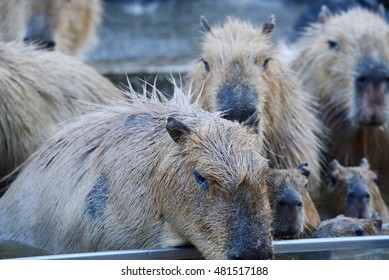 カピバラ 温泉 の写真素材 画像 写真 Shutterstock