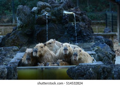 カピバラ 温泉 の画像 写真素材 ベクター画像 Shutterstock