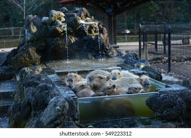 カピバラ 温泉 の画像 写真素材 ベクター画像 Shutterstock