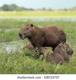 Capybara And Her Kids In The El Cedral - Los Llanos, Venezuela