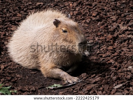 Capybara - herbivores animal, largest rodent in the World. Popular pet in zoo animals native to South America. Capibara is a semiaquatic mammal, live near the lake or river shore.