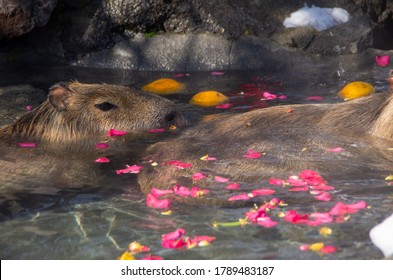カピバラ 温泉 の写真素材 画像 写真 Shutterstock