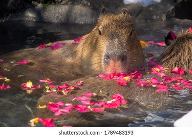 カピバラ 温泉 の画像 写真素材 ベクター画像 Shutterstock