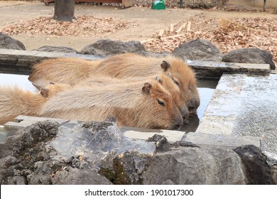 カピバラ 温泉 の写真素材 画像 写真 Shutterstock