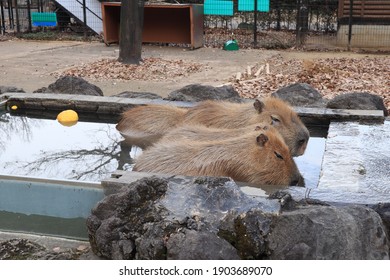 カピバラ 温泉 の写真素材 画像 写真 Shutterstock カピバラ 温泉 の写真素材 画像 写真 Shutterstock
