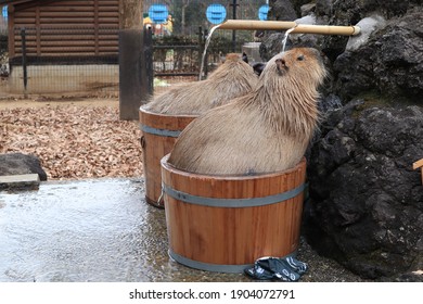 カピバラ 温泉 の写真素材 画像 写真 Shutterstock カピバラ 温泉 の写真素材 画像 写真 Shutterstock