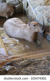 カピバラ 温泉 の写真素材 画像 写真 Shutterstock