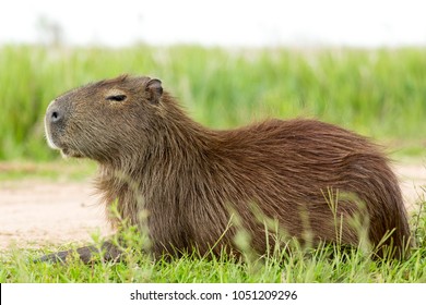 Capybara (Hydrochaeris hydrochaeris) - Shutterstock ID 1051209296