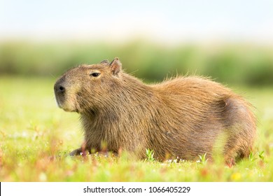 Capybara (Hydrochaeris hydrochaeris) - Shutterstock ID 1066405229