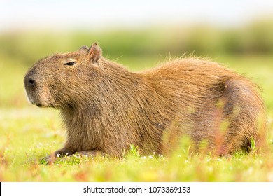 Capybara (Hydrochaeris hydrochaeris) - Shutterstock ID 1073369153