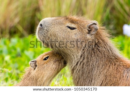 Capybara (Hydrochaeris hydrochaeris)