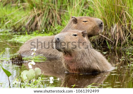 Capybara (Hydrochaeris hydrochaeris)