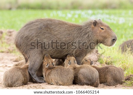 Capybara (Hydrochaeris hydrochaeris)