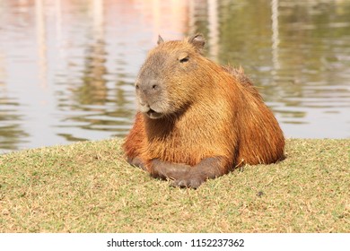 The Capybara (Hydrochoerus Hydrochaeris)