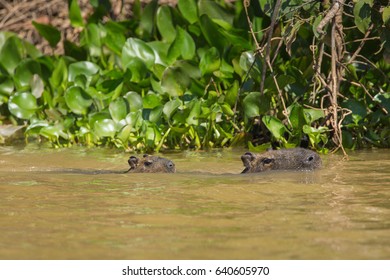 Capybara And Alligator Images, Photos, Reviews