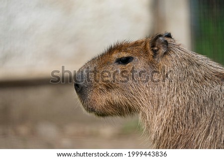The capybara (Hydrochoerus hydrochaeris) is a giant cavy rodent native to South America. It is the largest living rodent.[2] Also called capivara, capiguara, chigüire, chigüiro, or fercho.