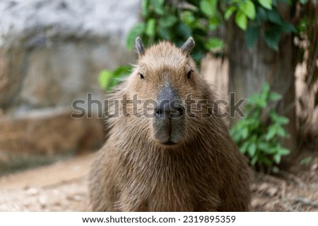 Capybara (Hydrochoerus hydrochaeris) resting  in the zoo, The biggest mouse around the world, it animal rodent is big size