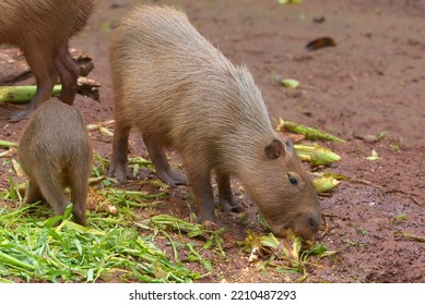 Capybara Hydrochoerus Hydrochaeris Their Cage Stock Photo 2210487293 ...