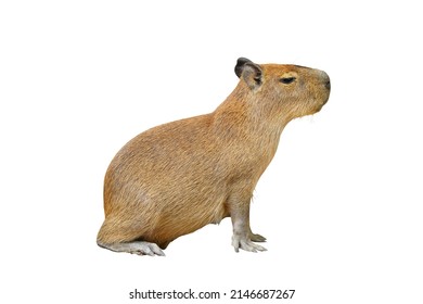 Capybara Isolated On White Background.