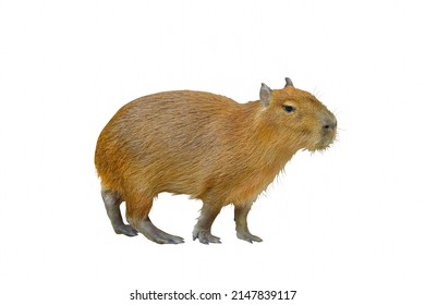 Capybara Isolated On White Background.