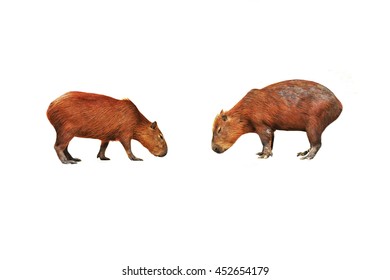 Capybara Isolated On White Background.