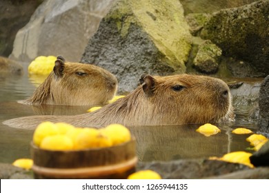 カピバラ 温泉 の画像 写真素材 ベクター画像 Shutterstock