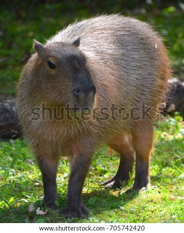 The capybara is the largest rodent in the world. Also called chiguire, it is a member of the genus Hydrochoerus, of which the only other extant member is the lesser capybara. 