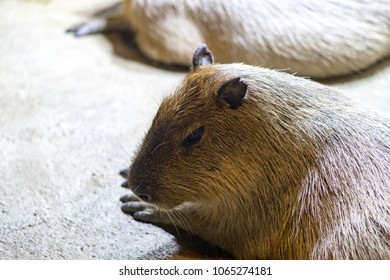 Capybara Lying Down