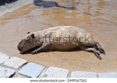 Capybara lying down and bathing