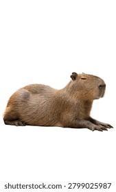 Capybara lying down isolated on white background