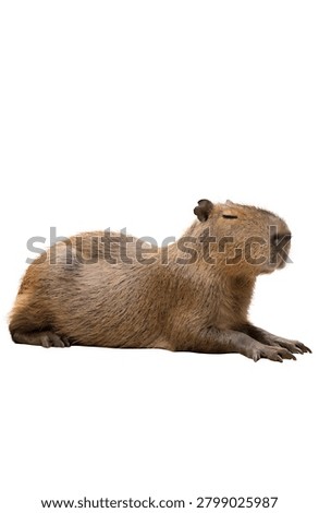 Capybara lying down isolated on white background
