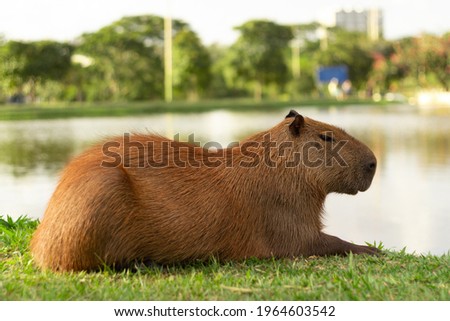 Capybara lying on the grass, at the golden hour of the sunset, chilling at the park or nature, by the river or lake.
