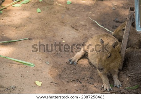 Capybara lying on grass ground. Sleeping capybaras on summer day in the farm