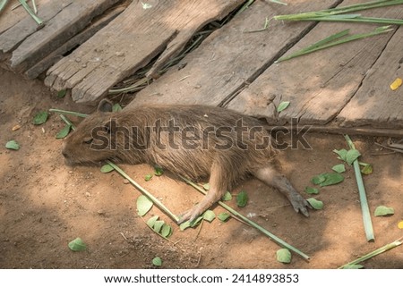Capybara lying on grass ground. Sleeping capybaras on summer day in the farm