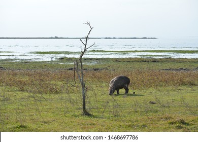 Capybara In The National Park Esteros Del Ibera, Argentina