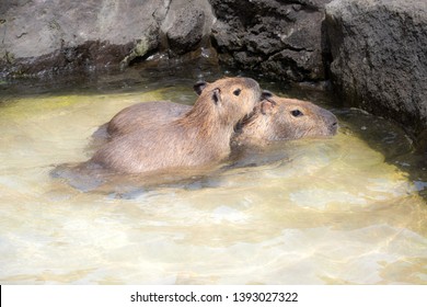 Capybara In The National Park Zoo