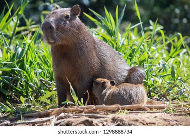 188 Capybaras love Images, Stock Photos & Vectors | Shutterstock