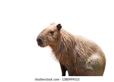 Capybara On White Background Image Stock Photo 1380999515 | Shutterstock