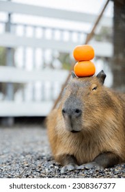 Capybara with an orange on its head