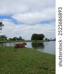 " Capybara relaxing by the lake at Parque Náutico, Curitiba, Brazil. The tranquility of the world