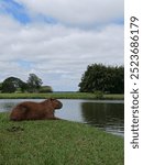 Capybara relaxing by the late at Parque Náutico, Curitiba. The tranquility of the world