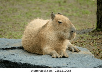 Capybara resting on the ground