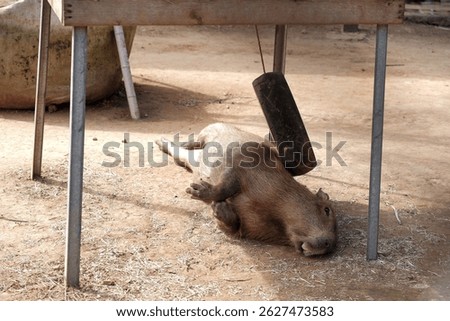 Capybara rolling on the ground