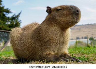 Capybara Sitting in a Field