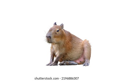 Capybara sitting isolated on white background.