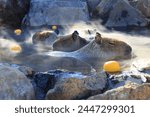 Capybara soaking in a hot spring with floating yuzu