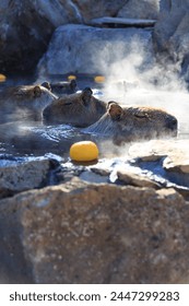 Capybara soaking in a hot spring with floating yuzu