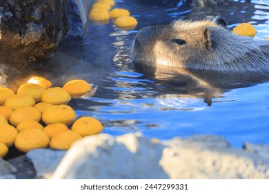 Capybara soaking in a hot spring with floating yuzu