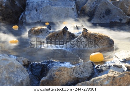 Capybara soaking in a hot spring with floating yuzu